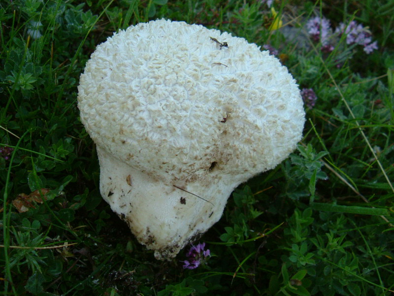 Lycoperdaceae